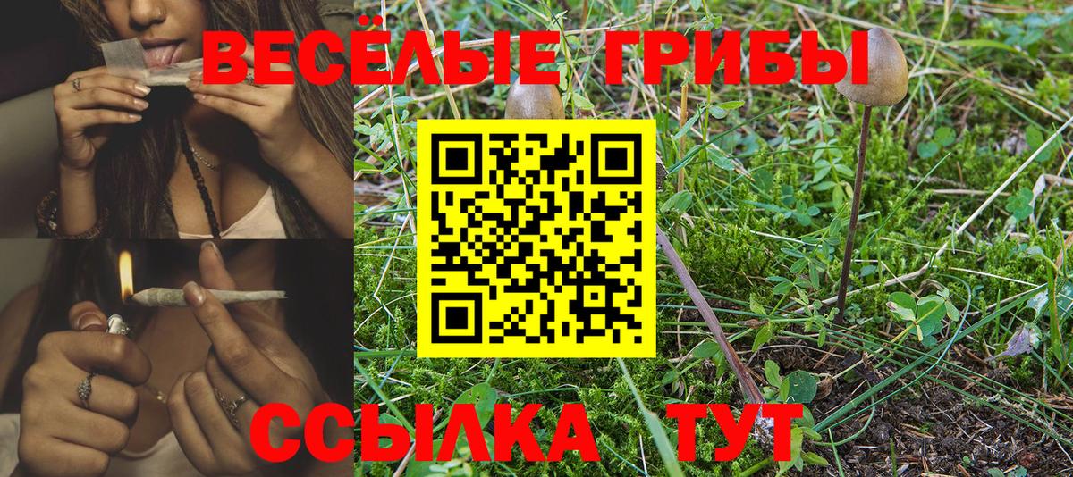 Галлюциногенные грибы Psilocybe Сыктывкар